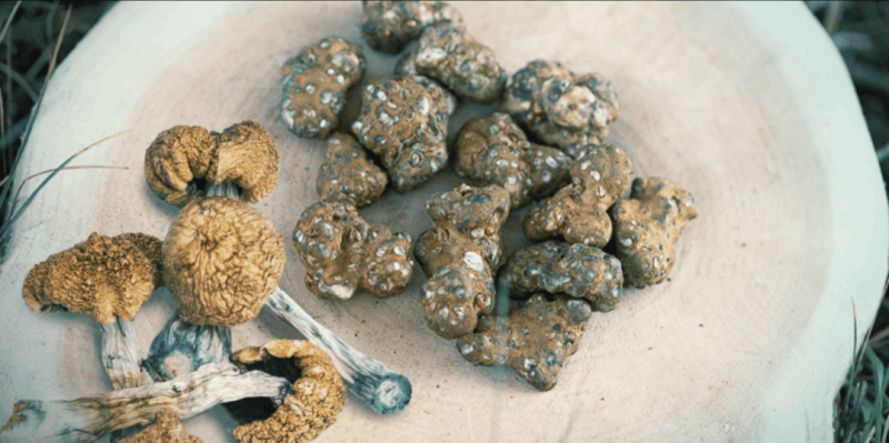 MagicTruffels